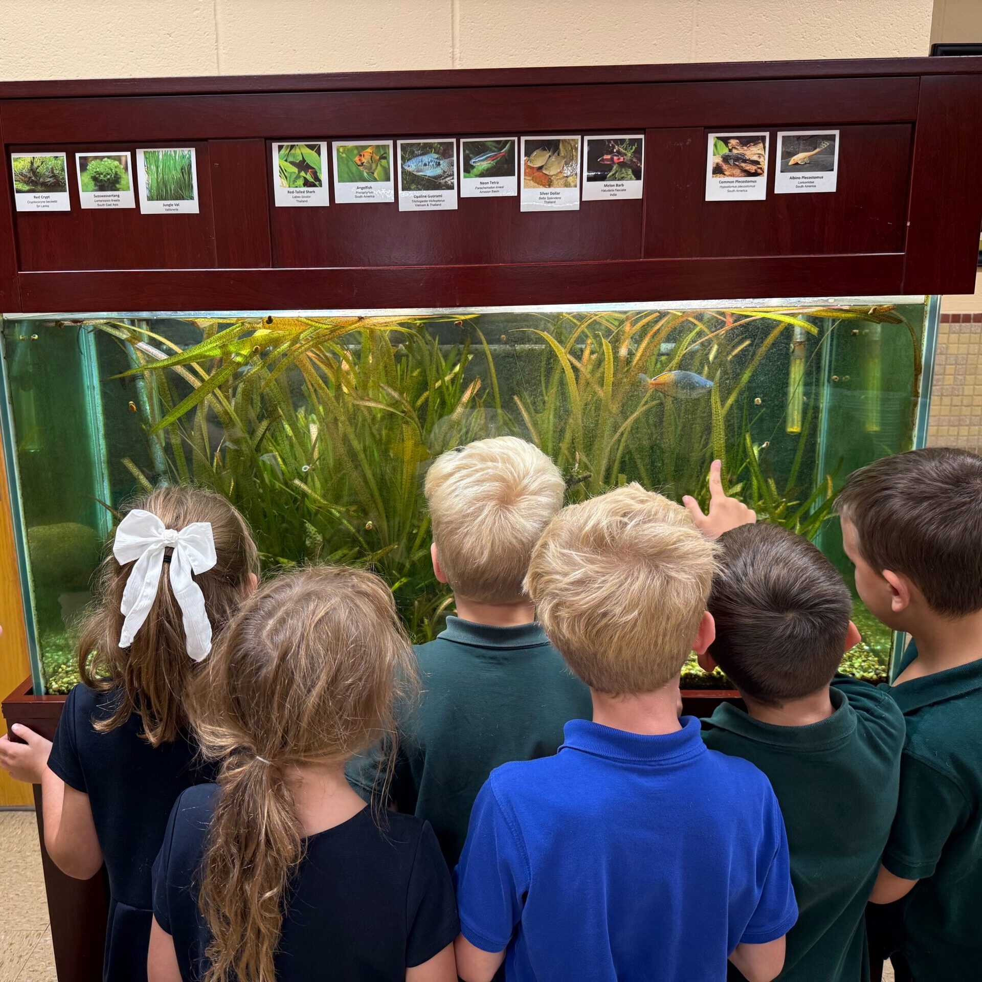 Cultivating Curiosity, the Hallmark of a Lifelong Learner